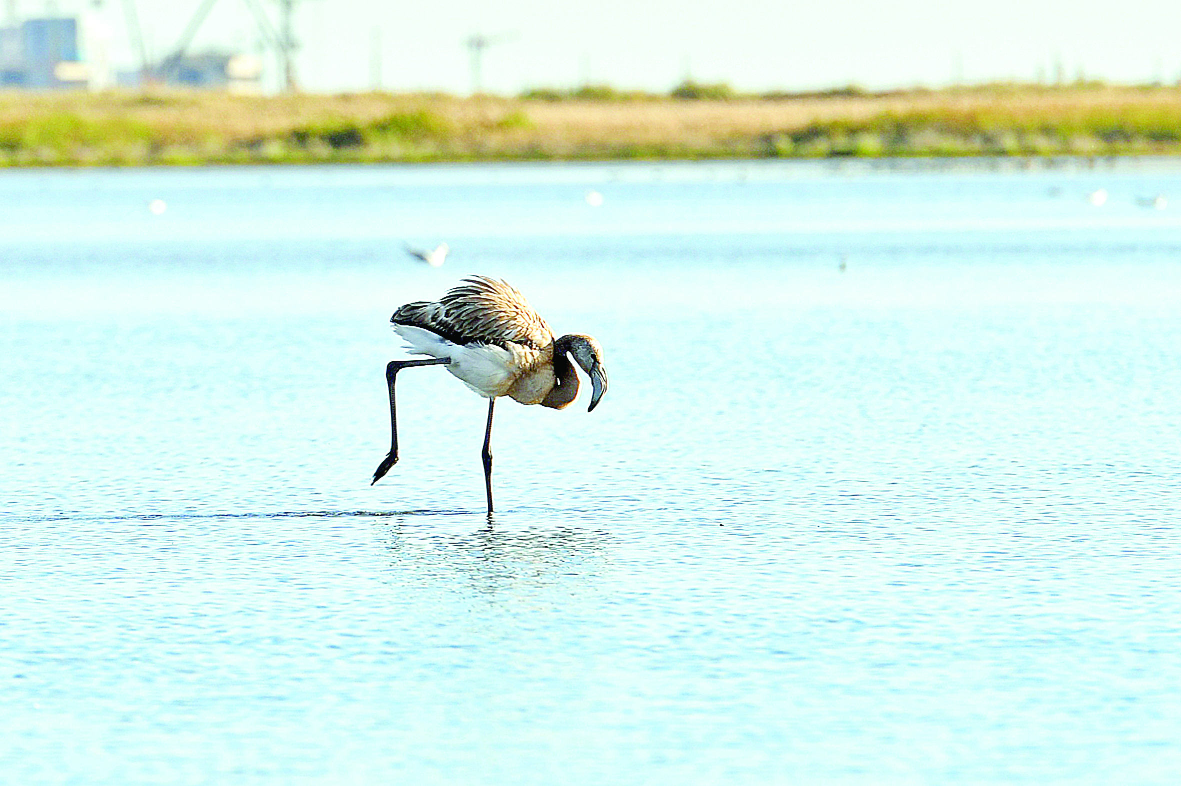 قۇمنان تابىلعان قوقيقاز ولەكسەسى