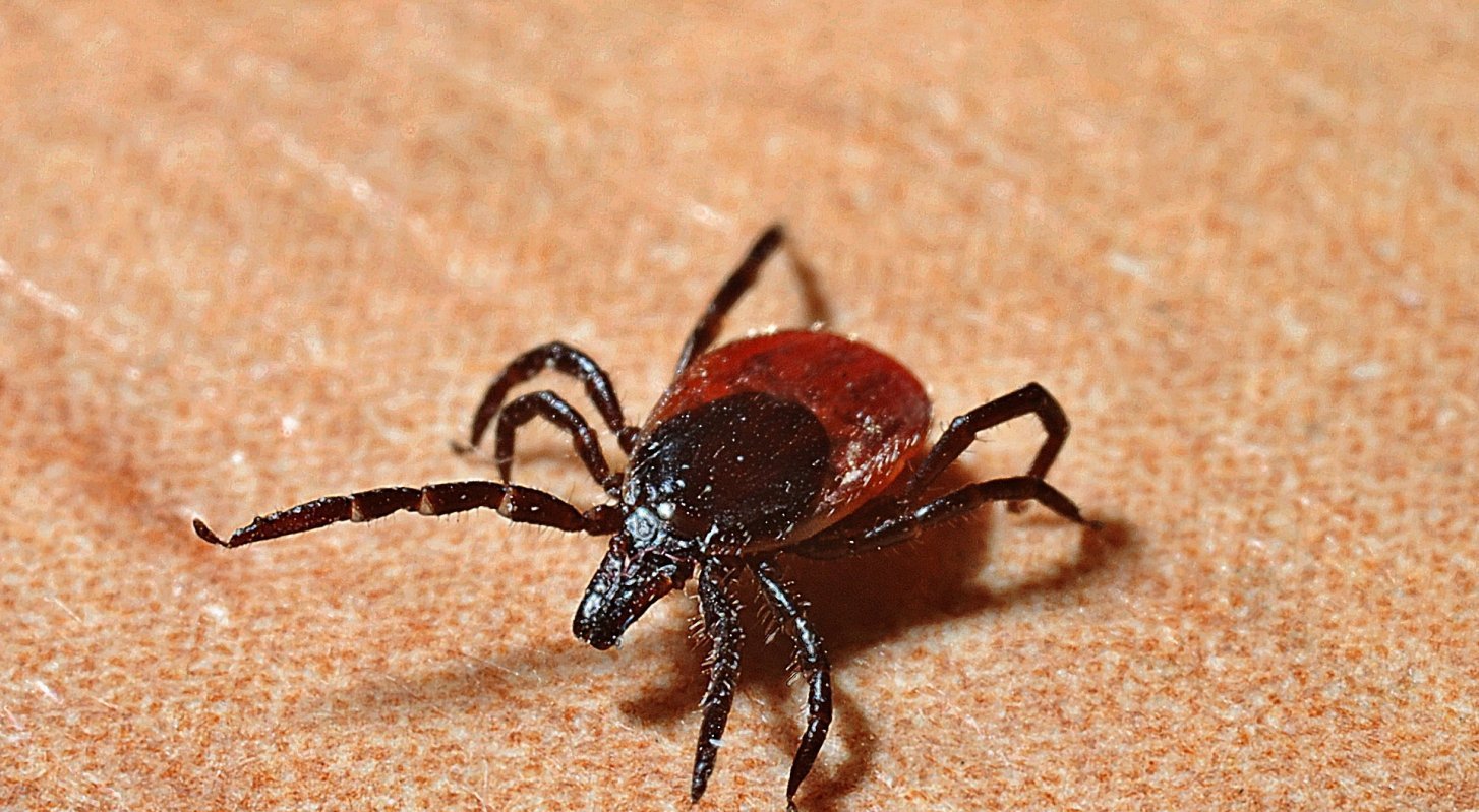 كەساپات كەلسە كەنەدەن...