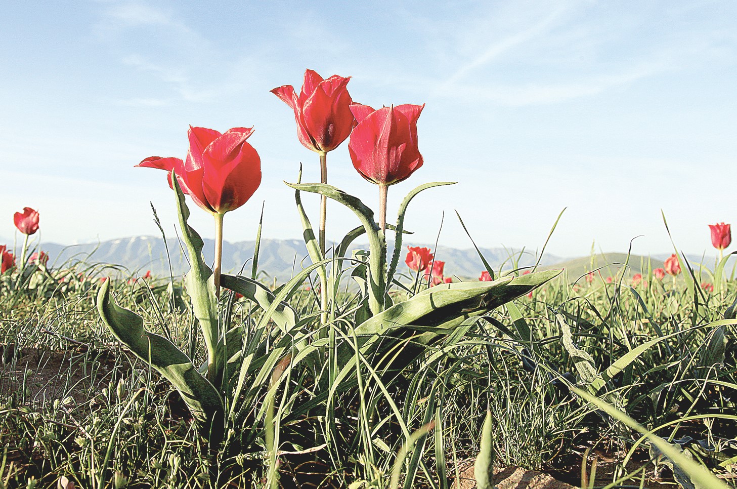 قىزعالداقتىڭ عۇمىرى