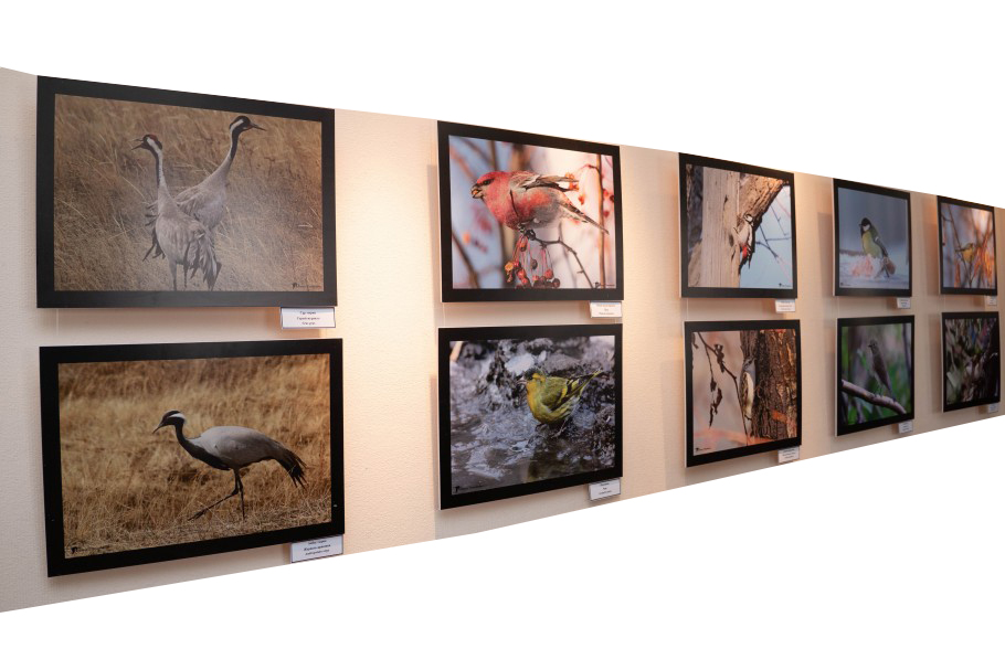 قۇستار, قۇستار...