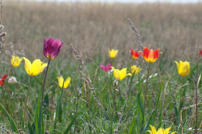 قىردا قۇلپىرعان قىزعالداق