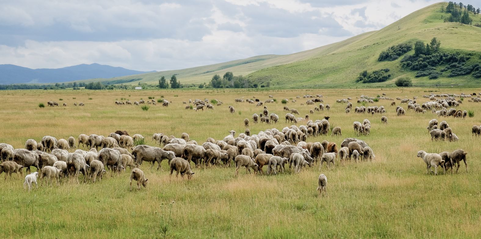 مالساق قاۋىمعا نەگە شىر بىتپەيدى؟