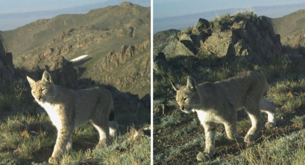 شارىندا قىزىل كىتاپقا ەنگەن سىلەۋسىن فوتوتۇزاققا ءىلىندى