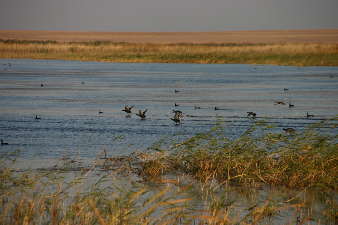«ىرعىز-تورعاي» رەزەرۆاتى – سيرەك اڭ-قۇس ساقتايتىن مەكەن