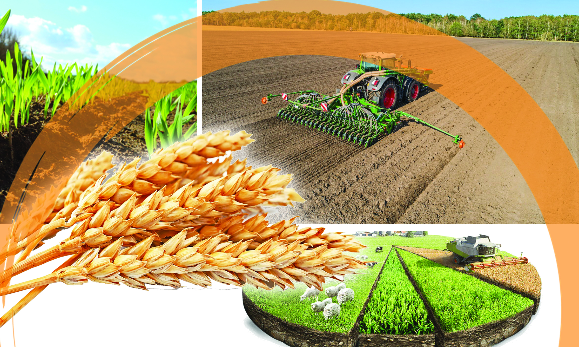 كوكتەمگى ەگىس قارساڭىنداعى كيكىلجىڭ