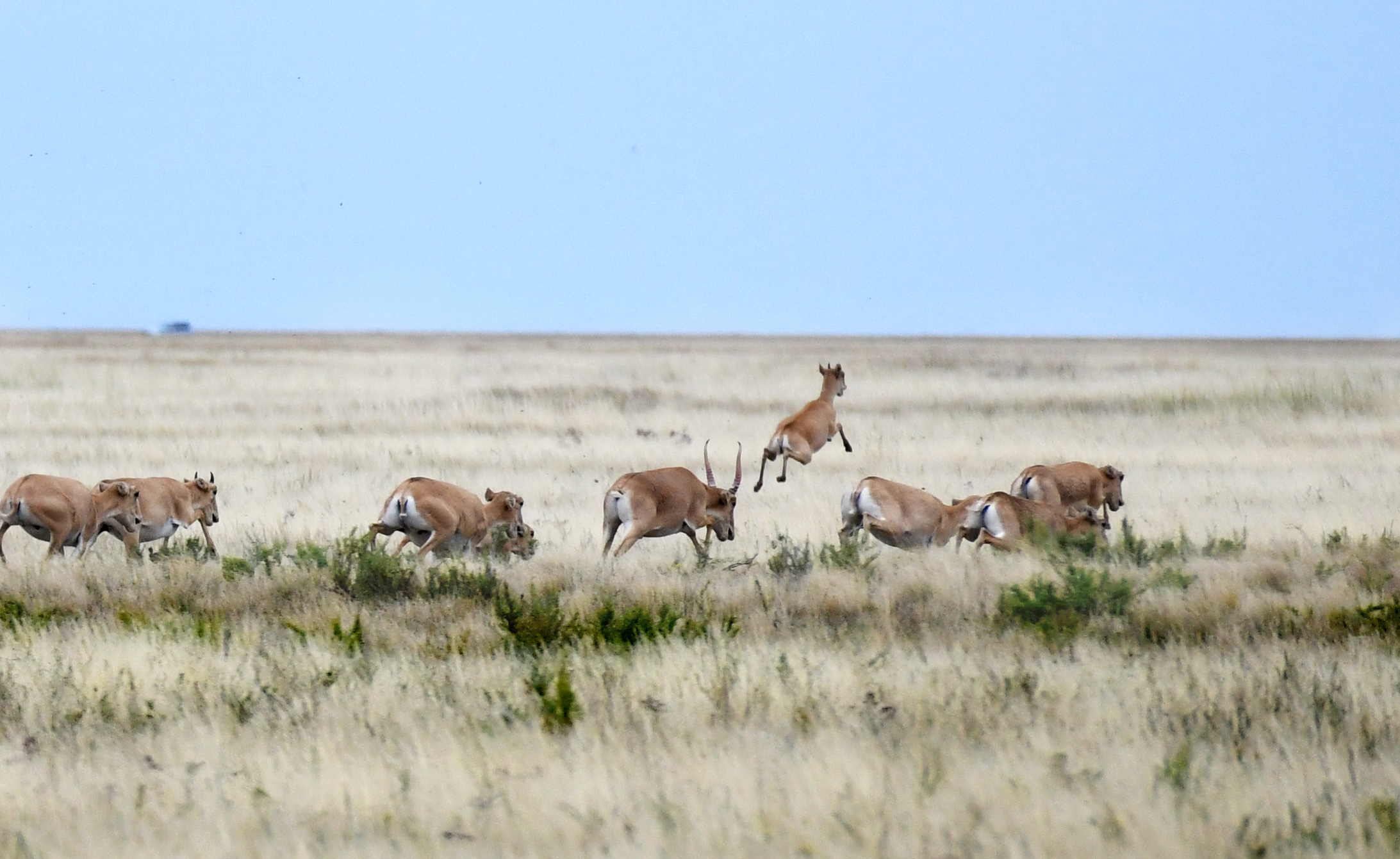 ور قازۋ وپىق جەگىزەدى