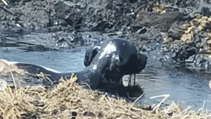 بيتۋمگە بوككەن اۋىل