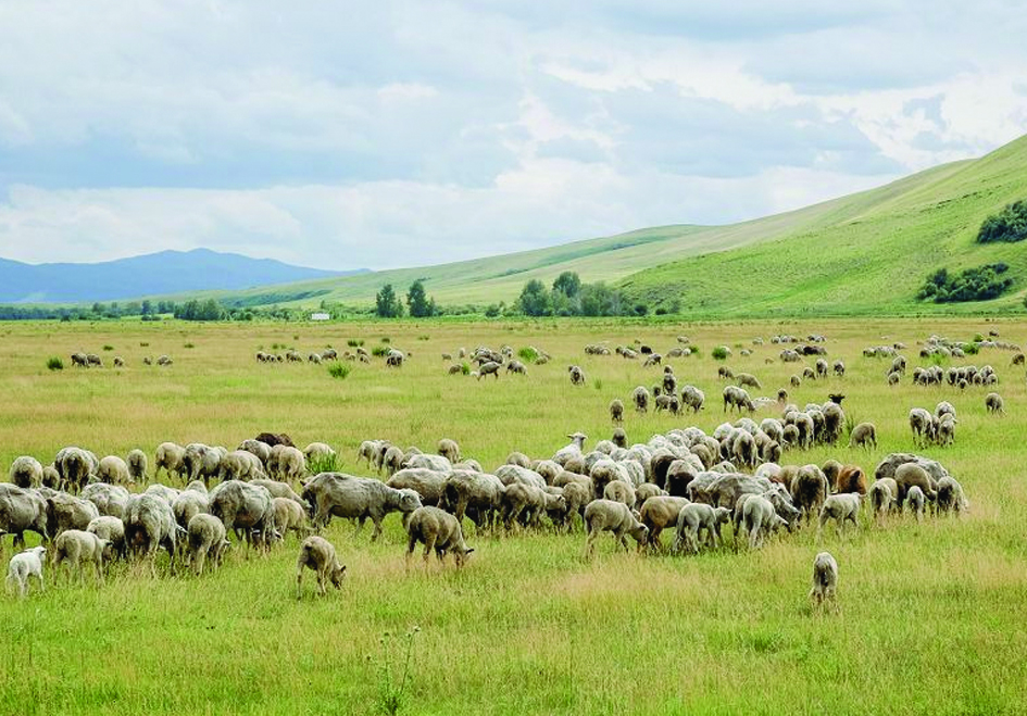 جايىلىم جەتىسپەۋشىلىگى مال باسىنىڭ كوبەيۋىنە كەدەرگى