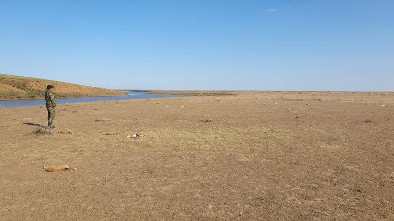 باتىس قازاقستان وبلىسىندا 150-گە جۋىق كيىكتىڭ قاڭقاسى تابىلدى