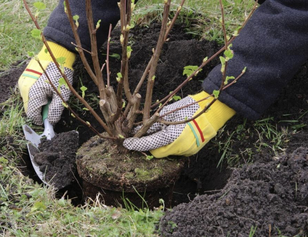 شىعىس قازاقستان وبلىسىندا 8 ميلليون اعاش وتىرعىزىلادى