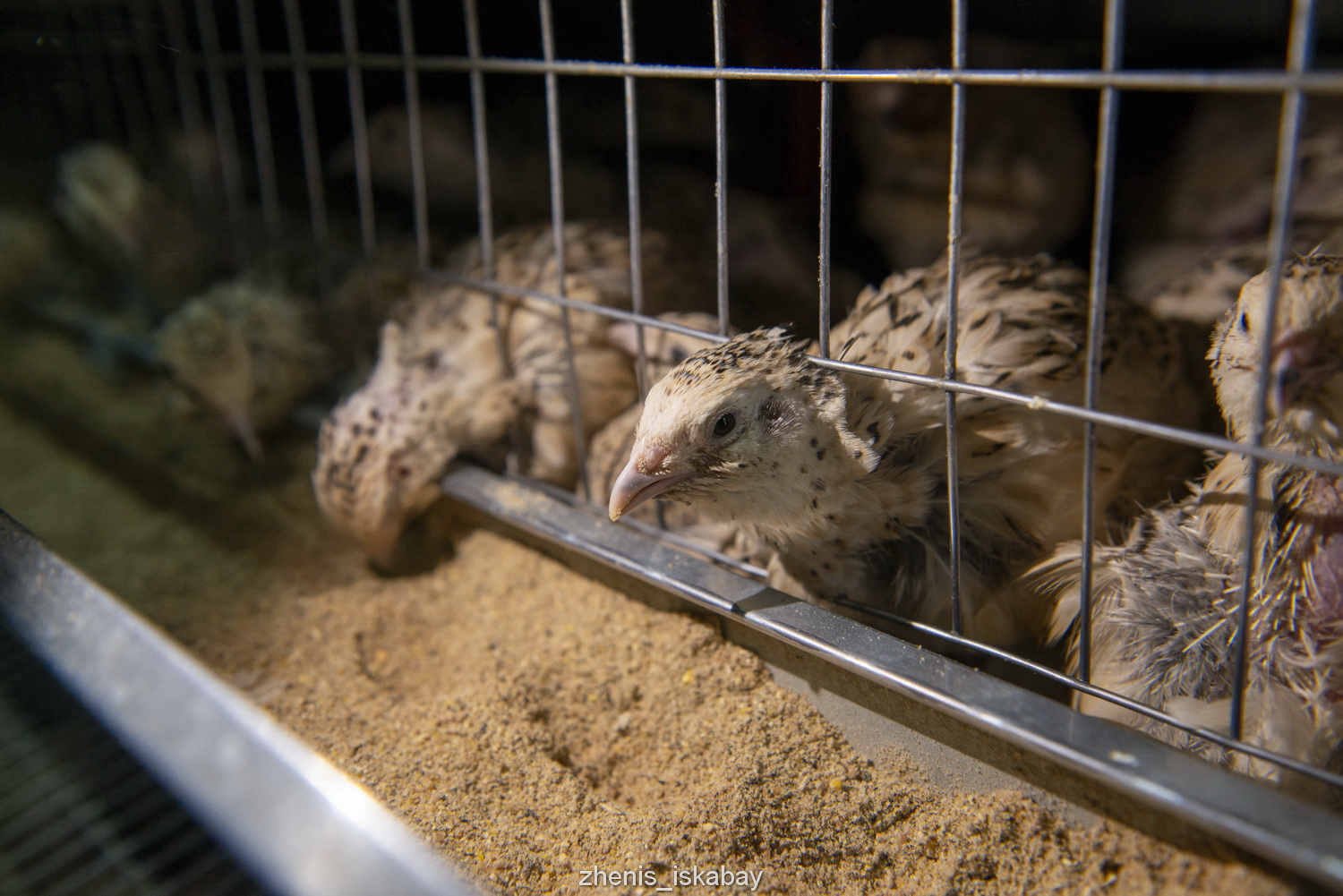 بودەنە ءوسىرۋ – بەرەكەلى بيزنەس