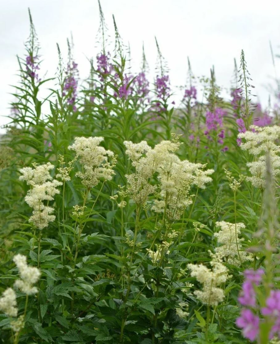 توبىلعىجارعان