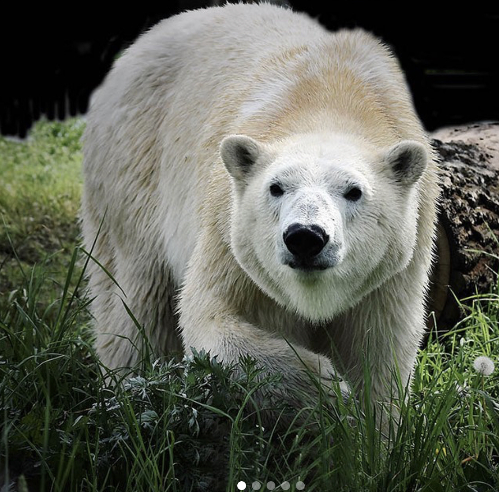 الماتى زووباعىنان ەندى اق ايۋدى كورۋگە بولادى