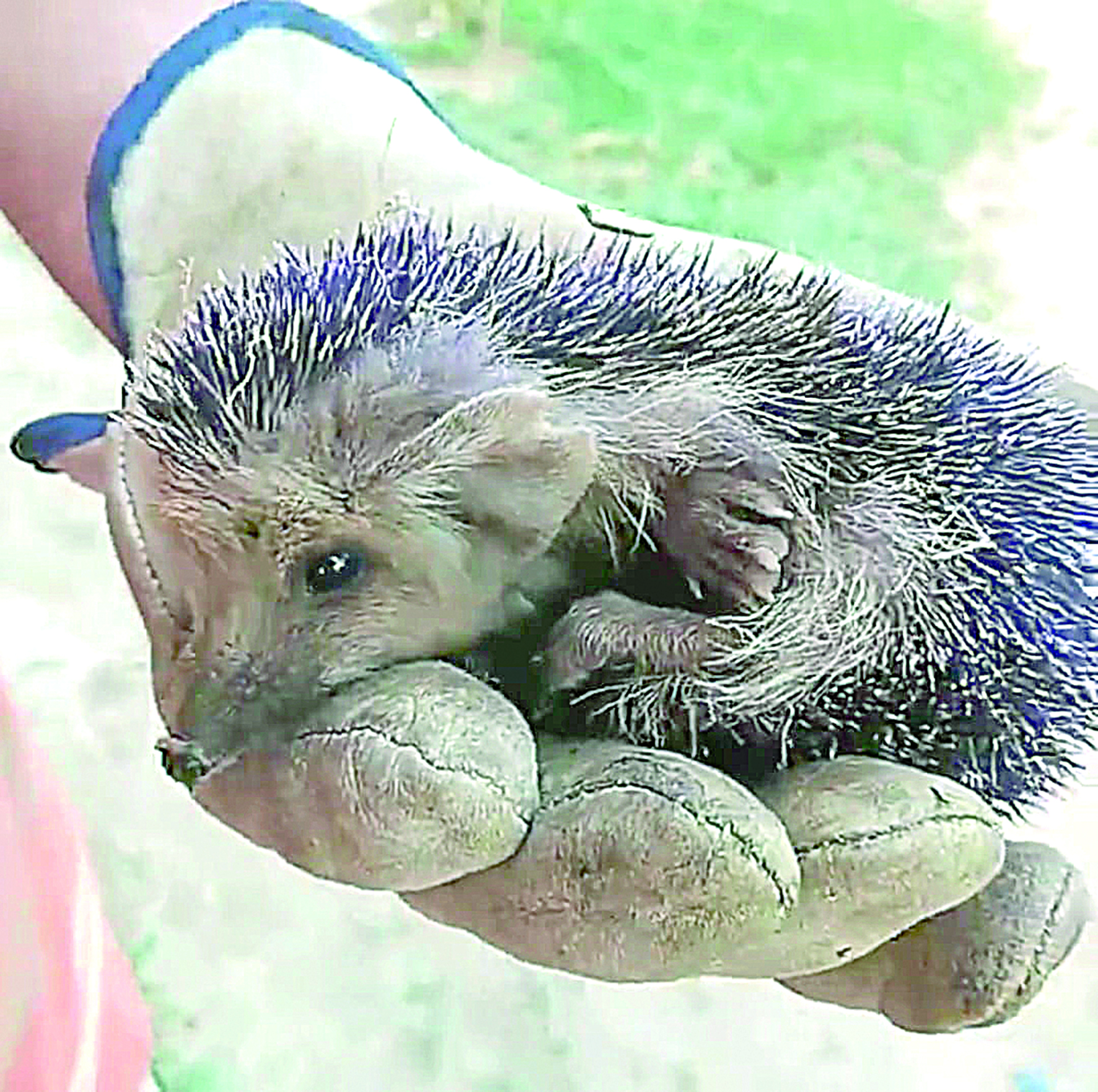 كۇلگىن ءتۇستى كىرپى