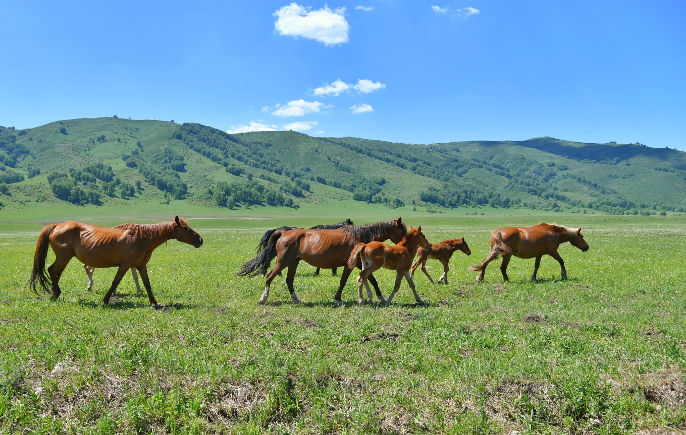 جايىلىم جايىن ويلاساق...