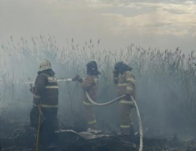 استاناداعى ءورت وقشاۋلاندى