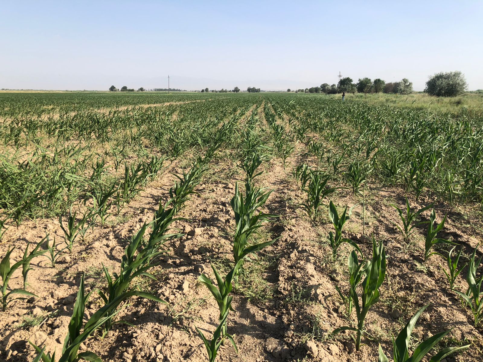 شارۋانىڭ كۇنى قىرعىز كورشىگە قاراپ تۇر