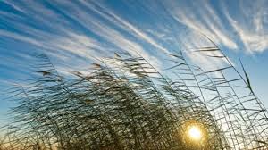 بۇگىن اۋا رايى قانداي بولادى؟