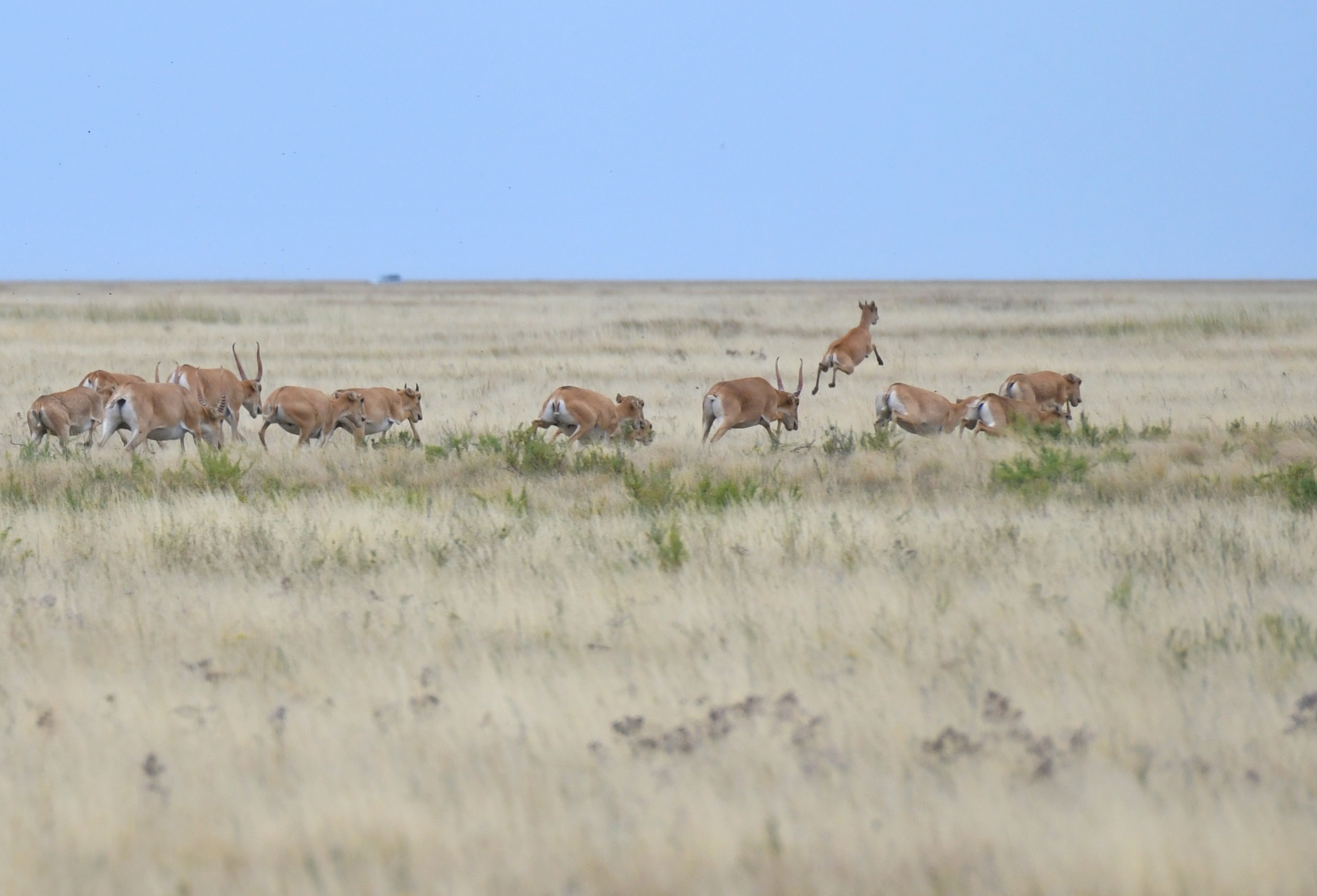 كيىك ەگىندى جايپاپ جاتىر
