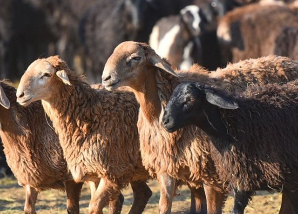قۇربان شالۋدىڭ ءجونى