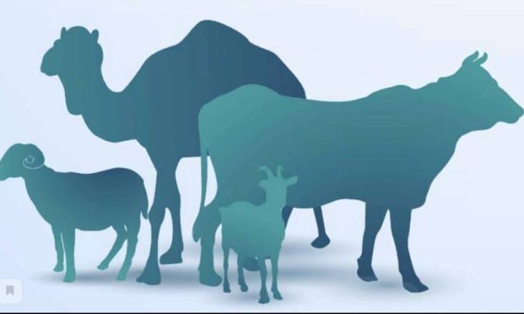 قارىز الىپ قۇرباندىق شالسا بولا ما؟