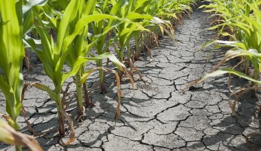 قۋاڭشىلىقتىڭ قاتاڭ ساباعى