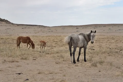 قۋاڭشىلىق مال شارۋاشىلىعىنىڭ قۇتىن قاشىردى