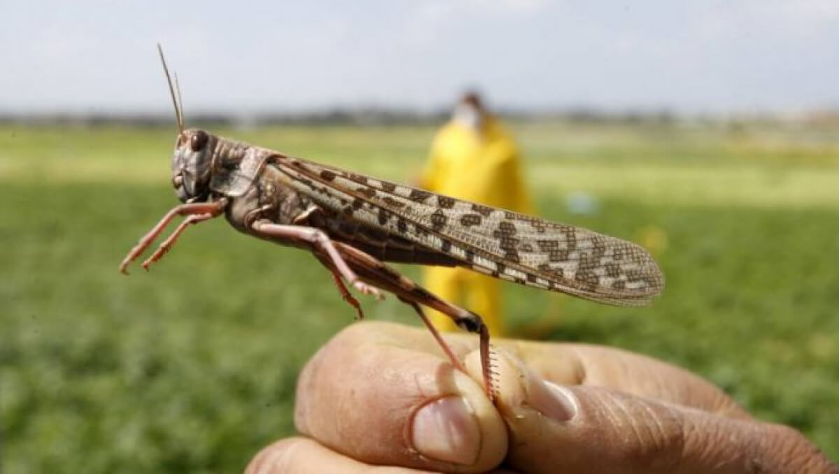 شەگىرتكەمەن كۇرەس شيراي ءتۇستى