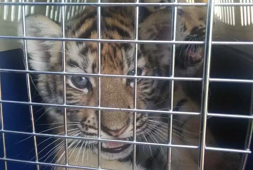 قازاقستانعا رەسەيدەن جولبارىستىڭ كۇشىكتەرىن زاڭسىز اكەلمەك بولعان