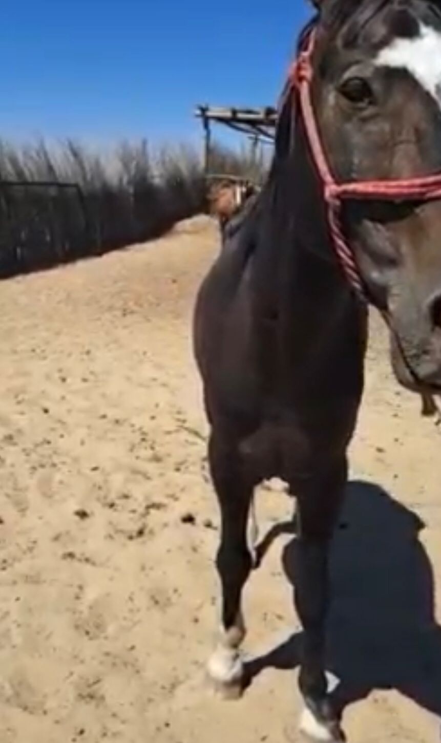 «وبال-اي!» ءۇستىن كەنە باسقان جىلقىنىڭ ۆيدەوسى قىزۋ تالقىلانىپ جاتىر