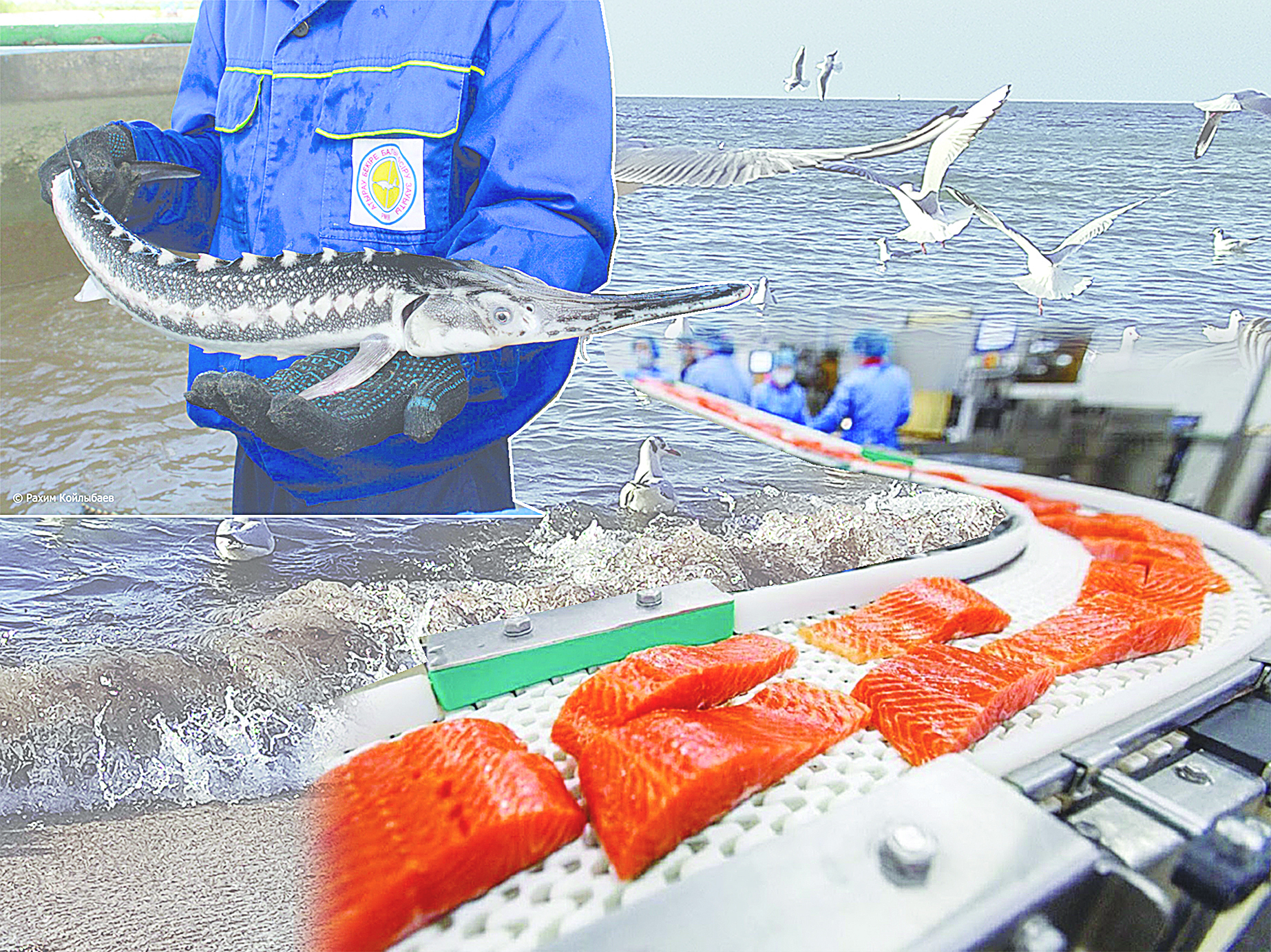 بالىق تا بايلىق بىلگەنگە