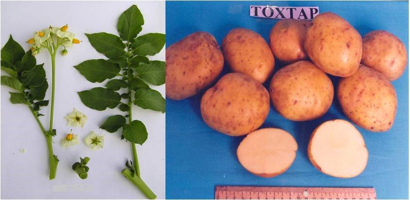 «توقتار» كارتوبى – سەلەكتسيالىق جەتىستىك