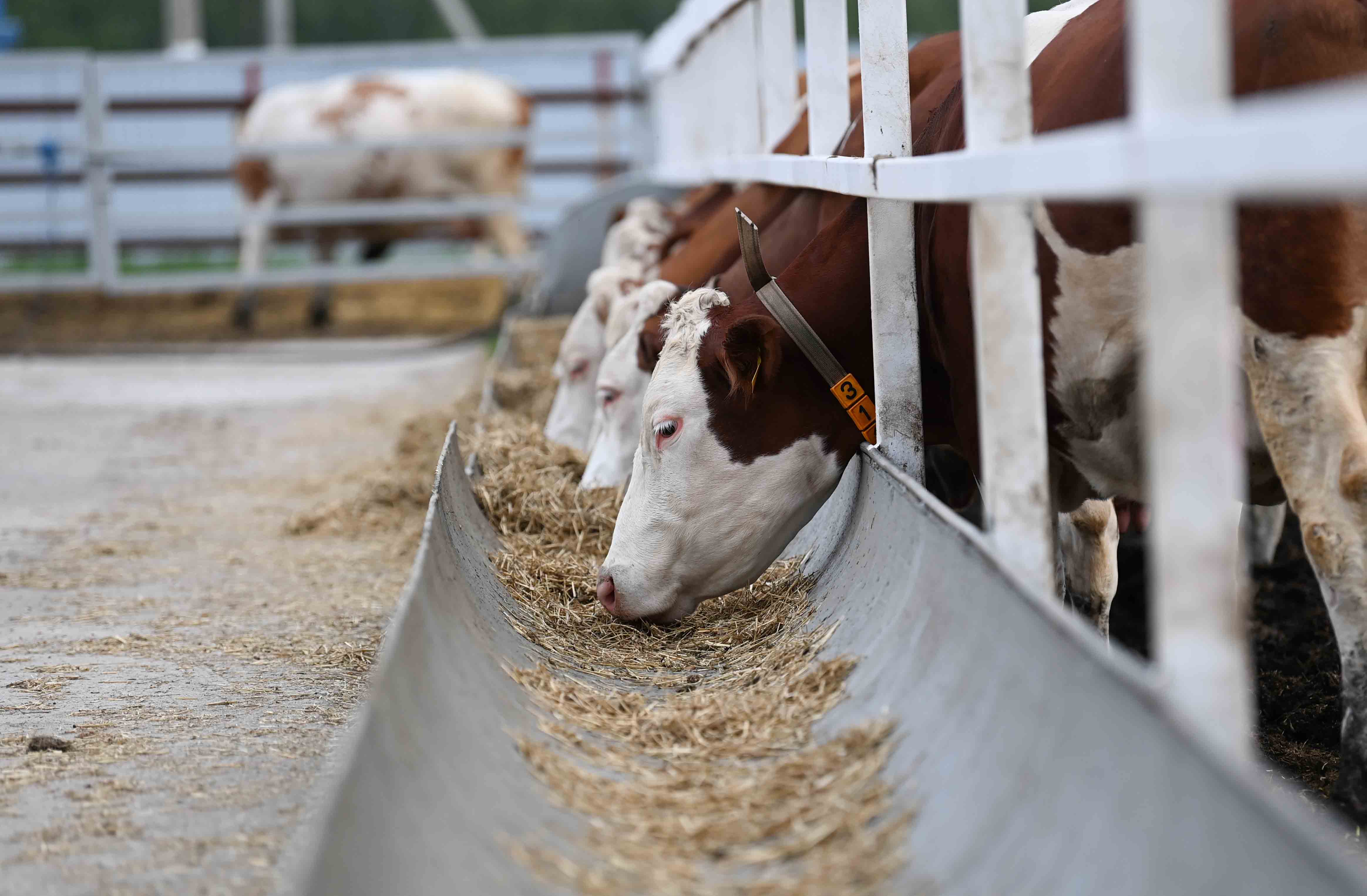 اسىل ت ۇلىك نەدەن قىرىلدى؟