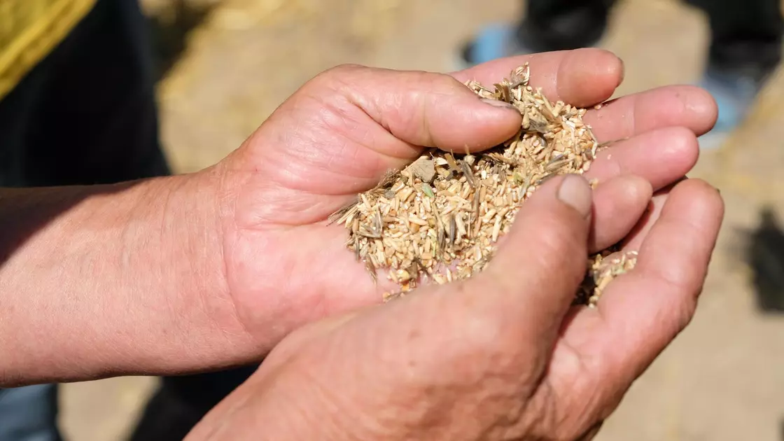 رەسەي فەدەراتسياسى استىق مامىلەسىن توقتاتتى