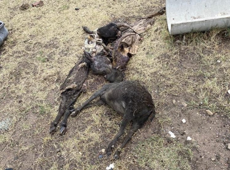 ورتەنگەن مالدى كىم وتەيدى؟