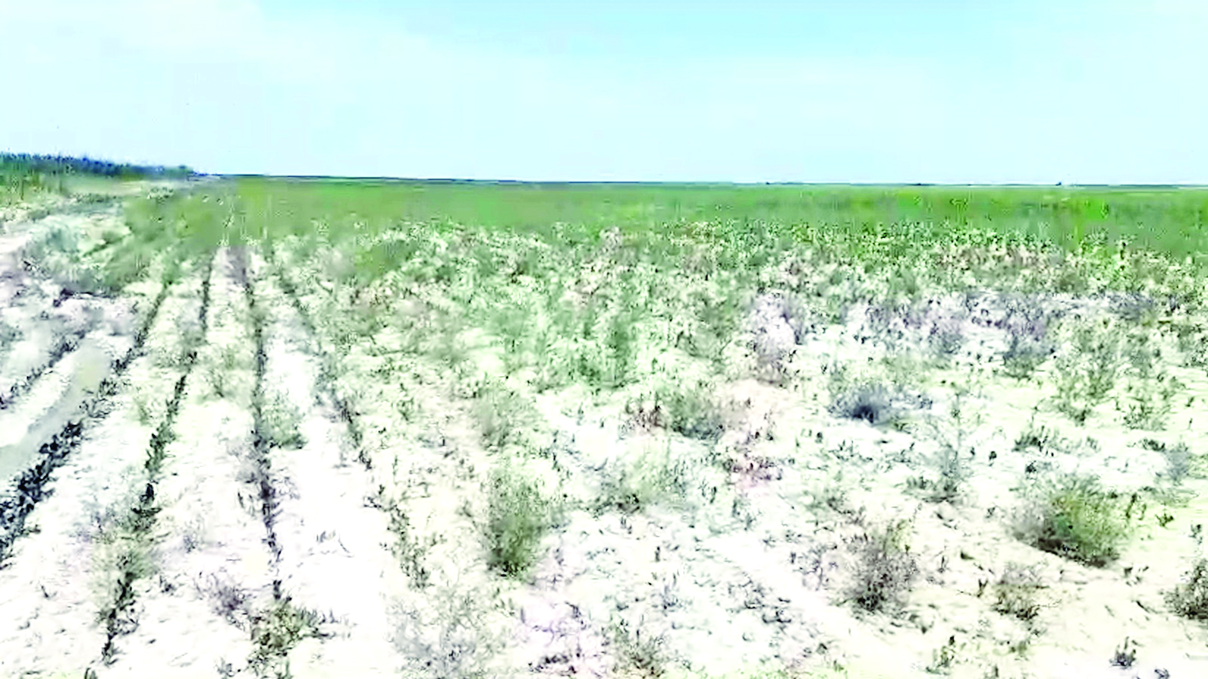 كۇيگەن القاپ, كۇيىنگەن شارۋا