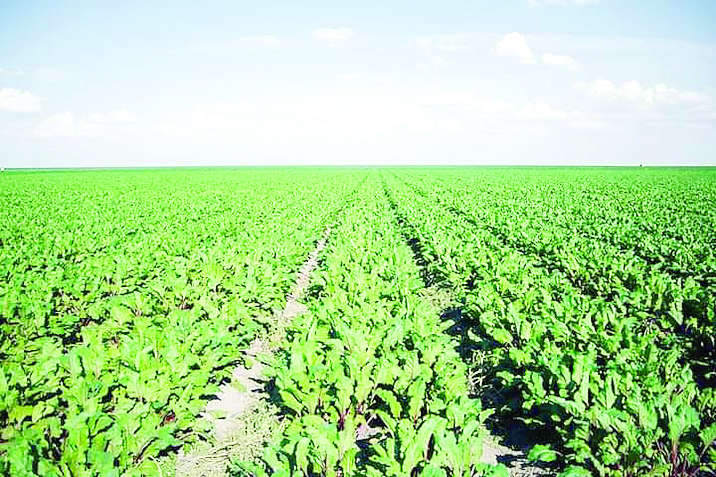 تامشىلاتىپ سۋارۋدىڭ پايداسى