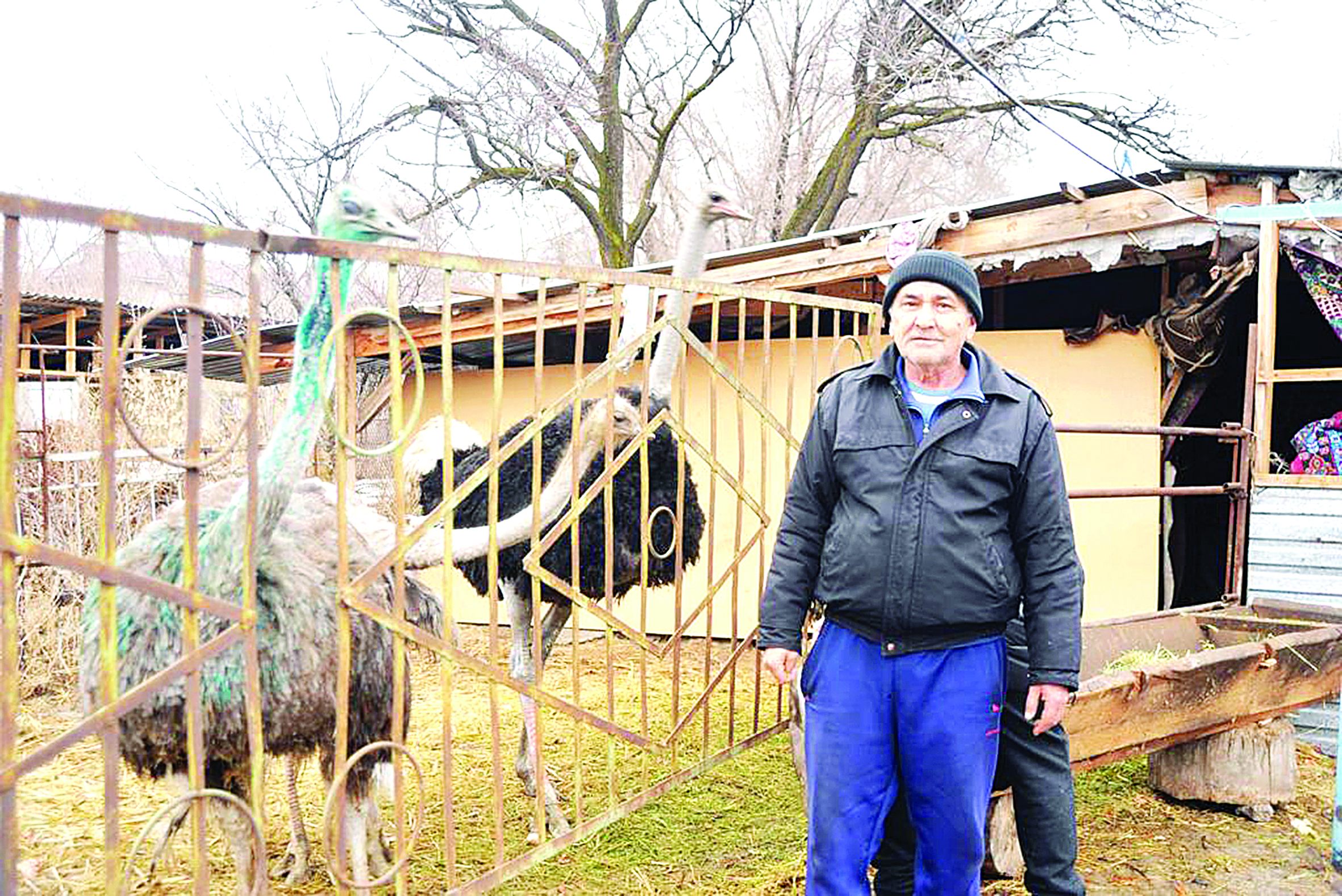 تۇيەقۇس ءوسىرىپ, تابىس تاپقان