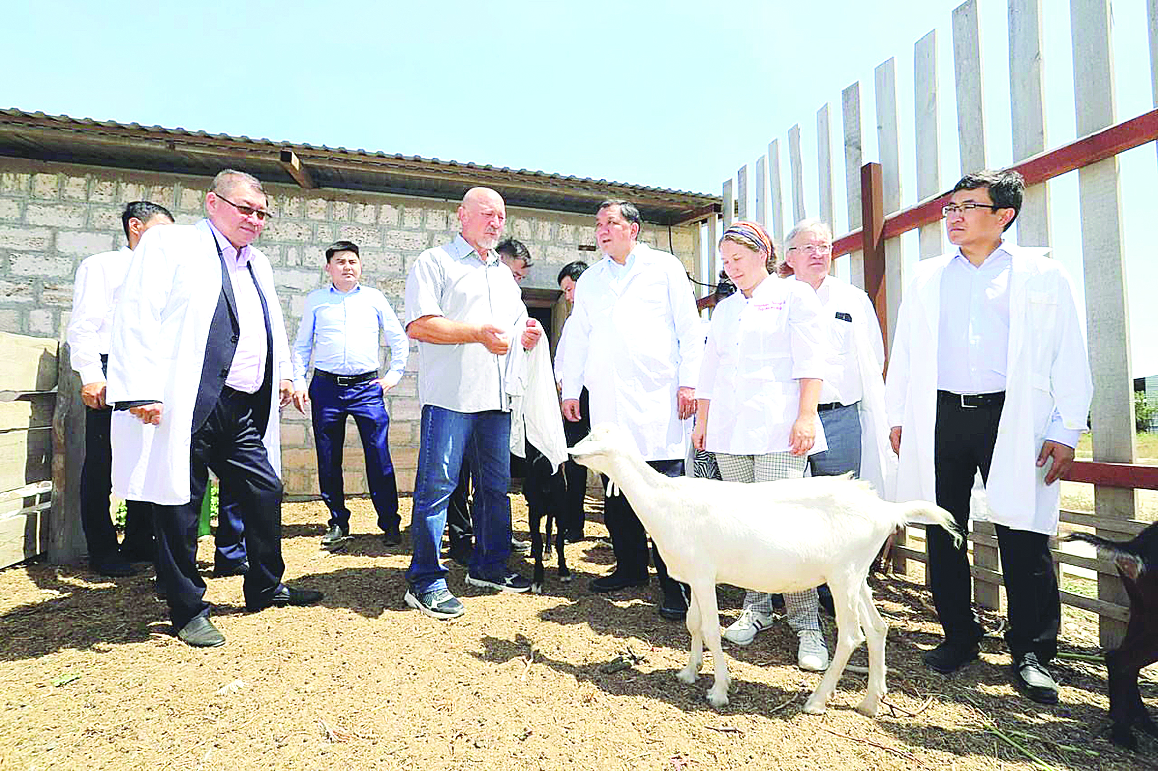 «جەتى لاقتىڭ» ءورىسى كەڭەيمەك