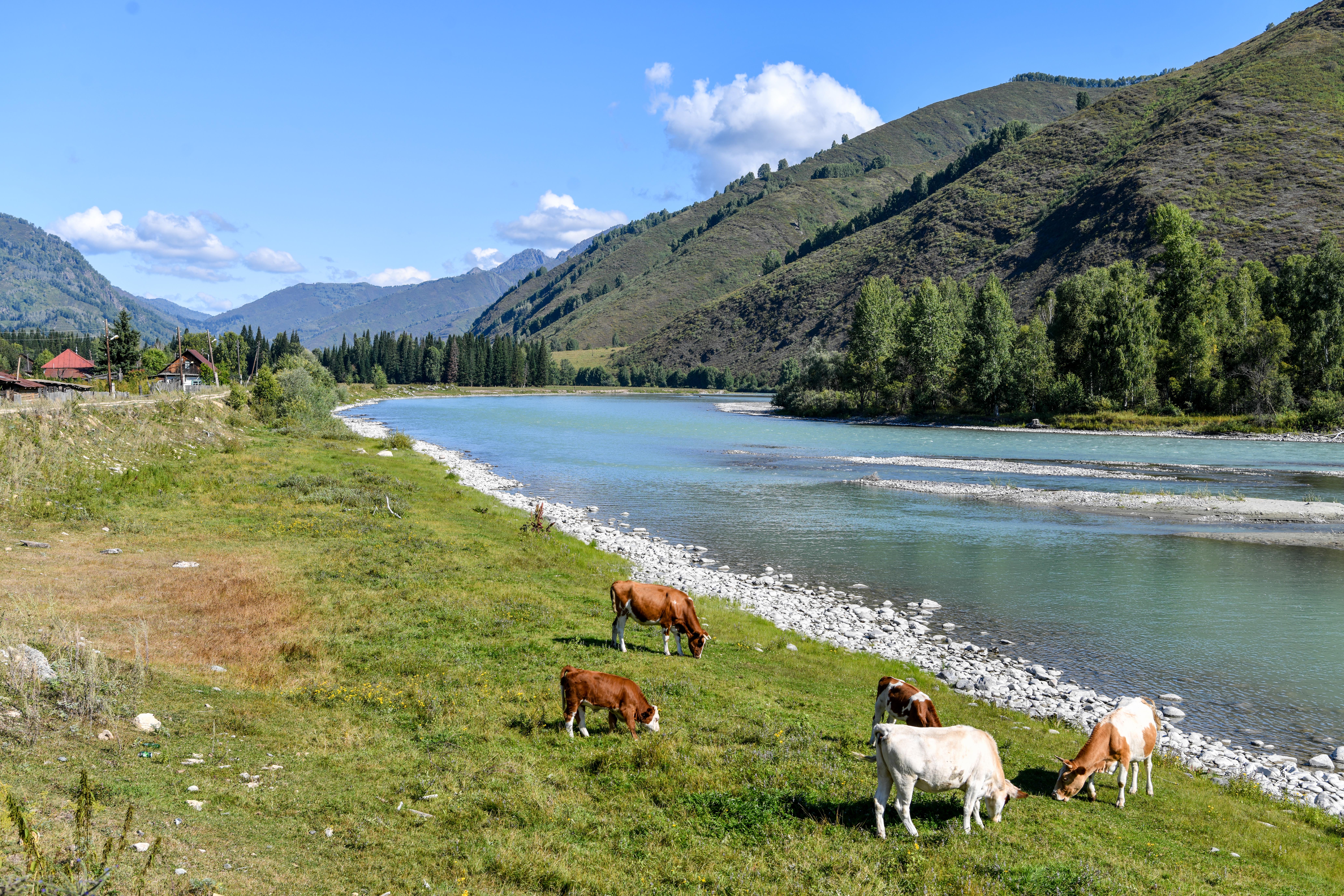 جايىلىم تاپشىلىعى شەشىلە باستادى