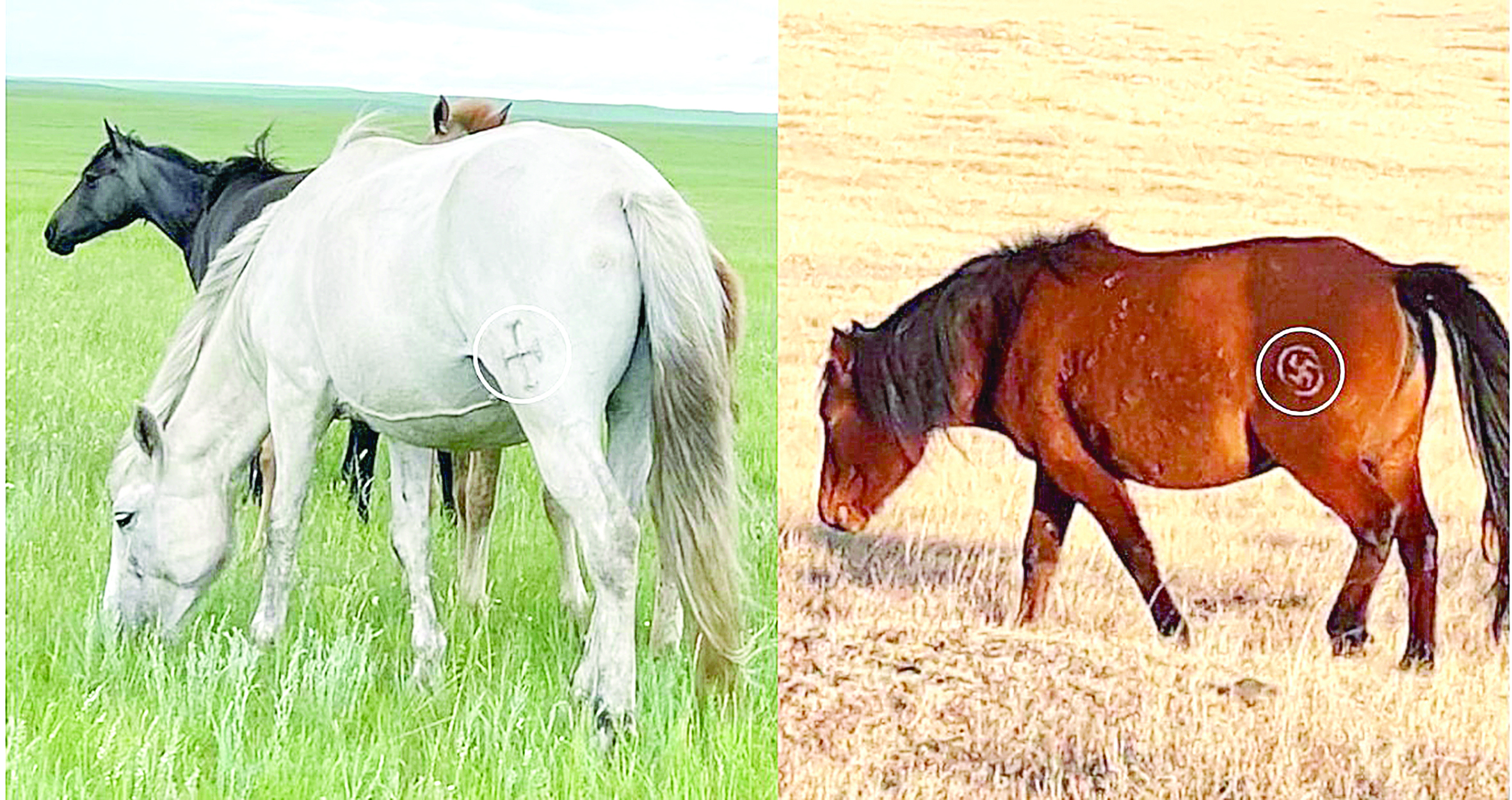 قاس تاڭبالى جىلقىلار