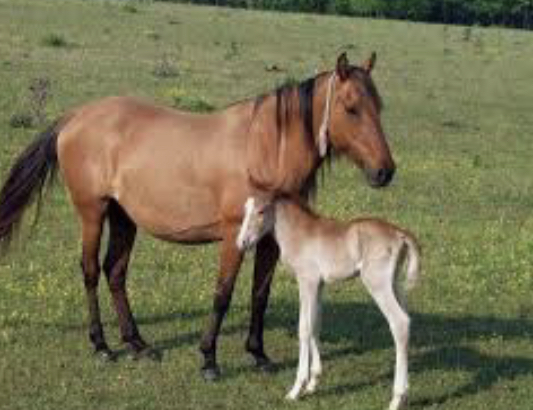 باتىسقازاقستاندىق شارۋا وزگەنىڭ جىلقىلارىن اتىپ تاستاعان