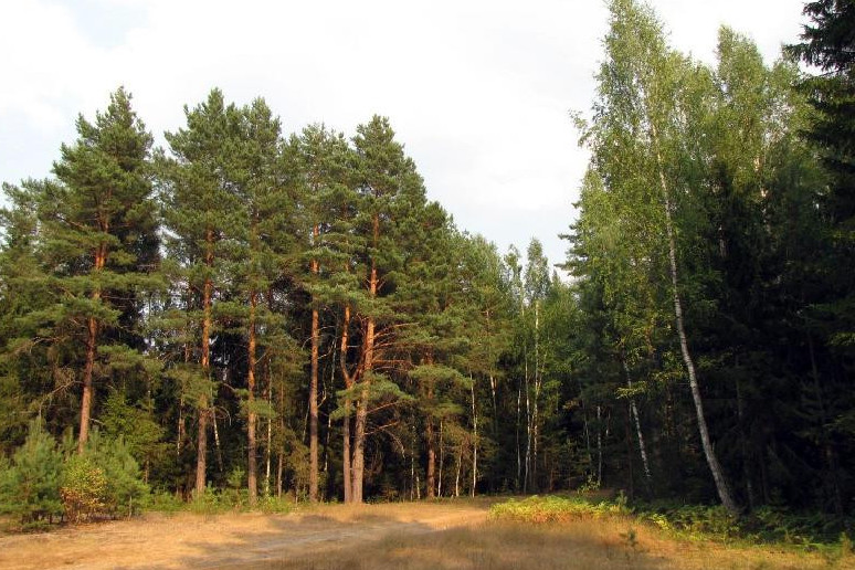 ورمان دا قامقورلىققا ءزارۋ