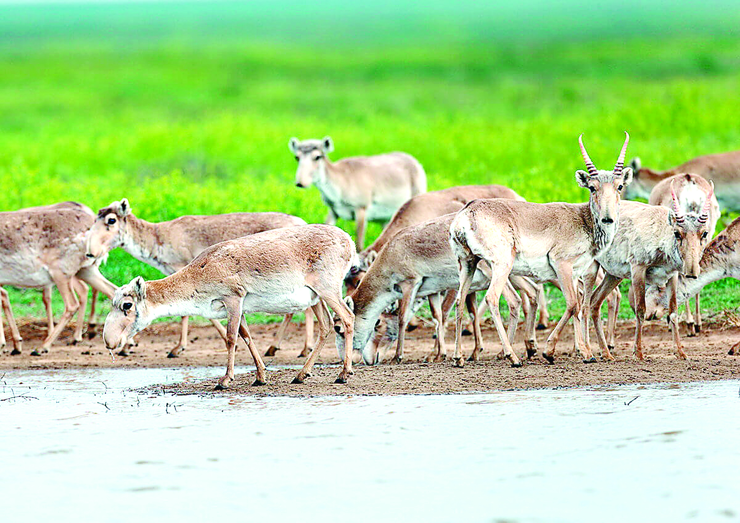 كيىك كەسىرى: شارۋالار وتەماقى سۇرايدى