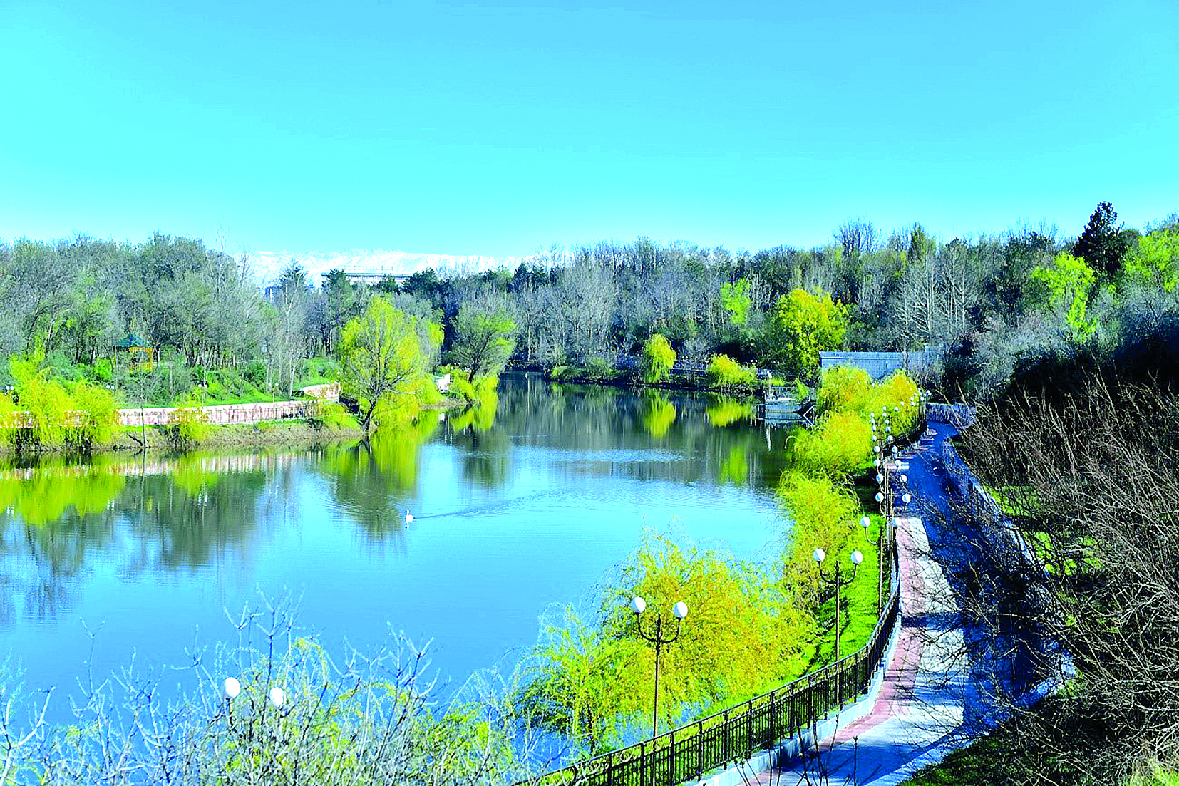 قايتا كوركەيگەن دەندروساياباق