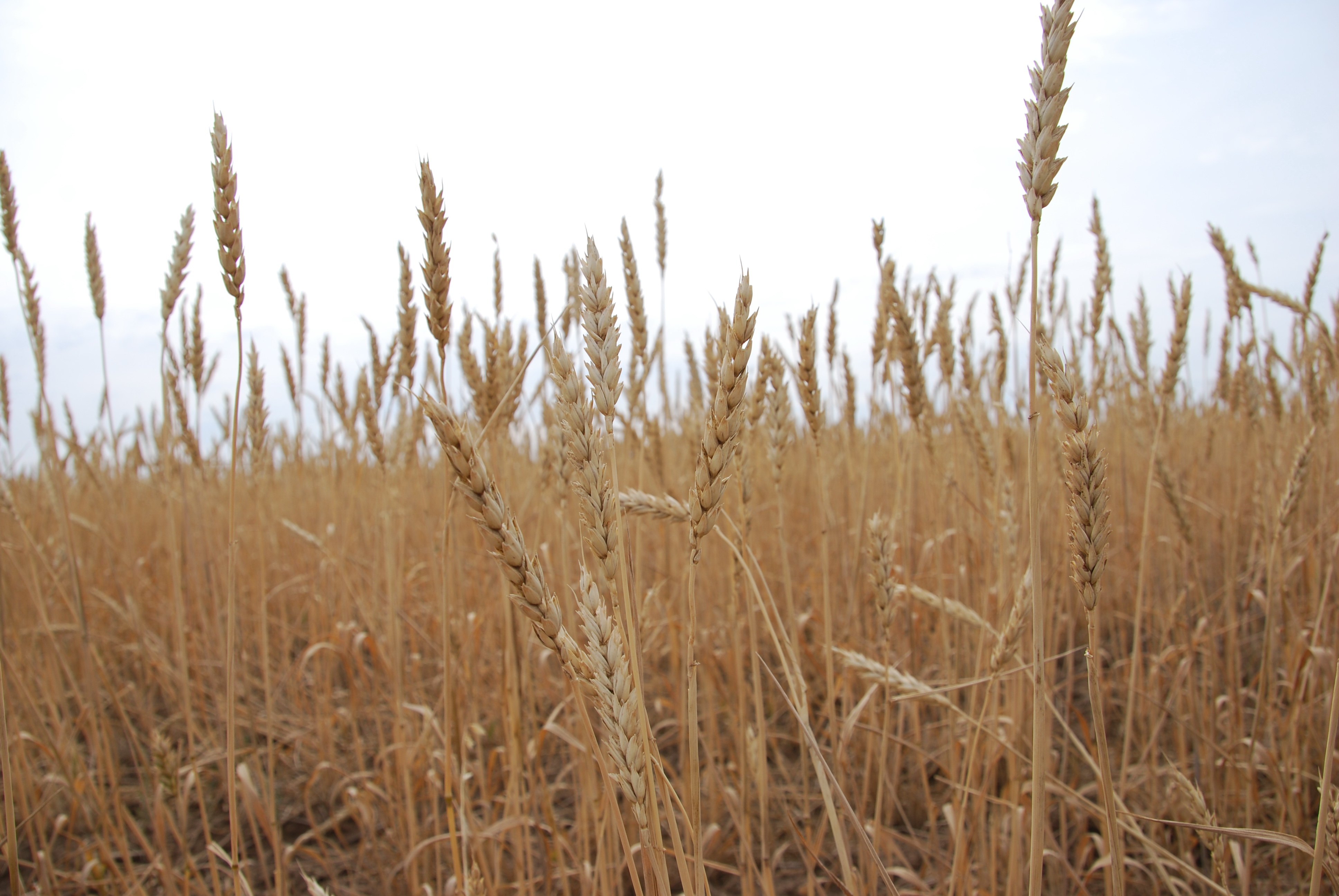 بىتىك ەگىن – ەل ىرىسى