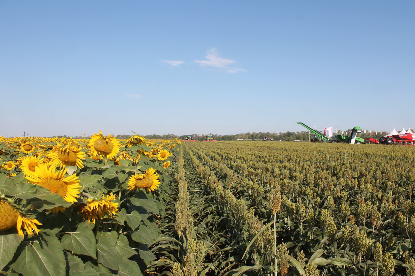 اۋىلدى وركەندەتۋگە ارنالعان اگروفەستيۆال