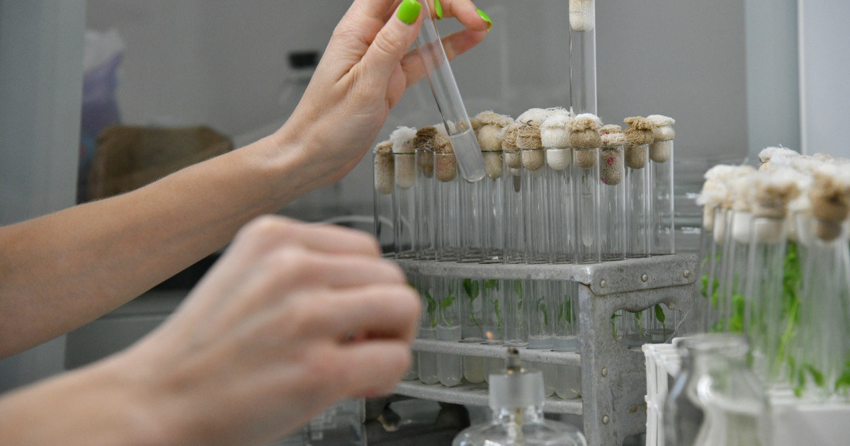 اگروعىلىمدى ناقتى قولداۋ جەمىس بەرەدى