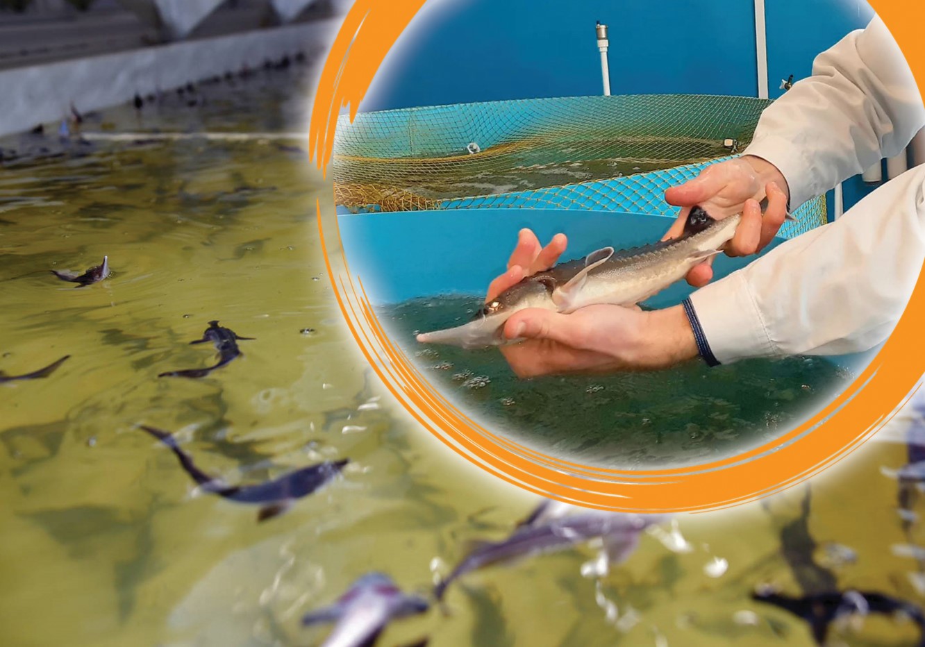 بالىق وڭدەۋگە نە بوگەت؟