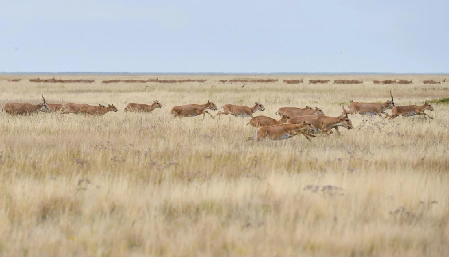 كيىكتىڭ كيەسى, شارۋانىڭ شىعىنى